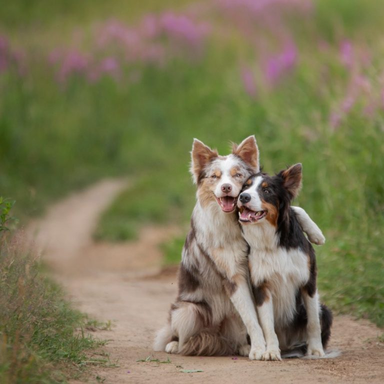 Zwei Hunde sitzen auf einem Feld und umarmen sich mit der Pfote